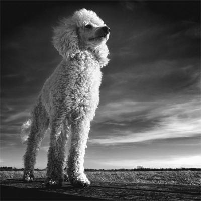 Wanddecoratie Faces 012 74x74cm