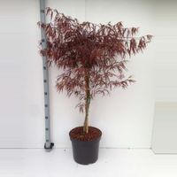 Japanse esdoorn (Acer palmatum "Enkan") heester - 80+ cm - 5 stuks - thumbnail