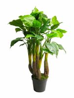 Anthurium Avanti green 120cm