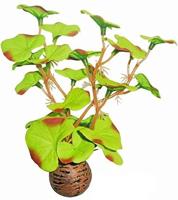 Superfish Easy Plant Voorgrond 13cm (No 1)
