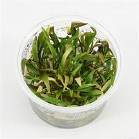 Cryptocoryne willisii - 3 stuks - aquarium plant