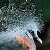 Wanddecoratie Bright Wings 004 74x74cm op dibond met blind kunststof ophang bohemian