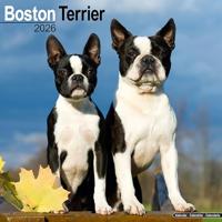 Boston Terrier Calendar 2026 Square Dog Breed Wall Calendar - 16 Month