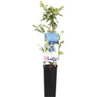 Bosbes (vaccinium corymbosum "Bluecrop") fruitplanten - In 2 liter pot - 1 stuks