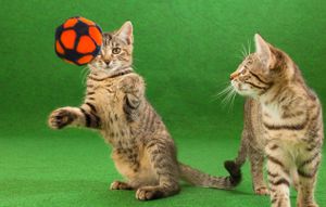 Kattenveertjes EK Voetbal 1st. OP = OP!