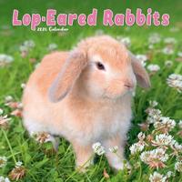 Rabbits - Lop Eared Calendar 2026 Square Animal Wall Calendar - 16 Month