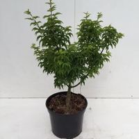 Japanse esdoorn (Acer palmatum "Shishigashira") heester - 30-40 cm - 1 stuks