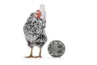 Beeztees BZ Kiehner snackbal 15 cm grijs