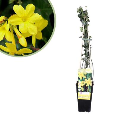 Winterjasmijn - Jasminum Nudiflorum - P15 Winterjasmijn - Jasminum Nudiflorum - P15