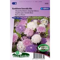 Trachymene Caeruleus zaden Kantbloem mix - thumbnail