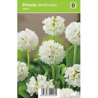 Bolprimula (primula denticulata "Alba") voorjaarsbloeier - 12 stuks - thumbnail