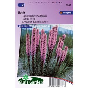 Liatris Spicata zaden Lampepoetser Prachtkaars