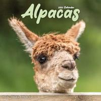 Alpacas Calendar 2026 Square Animal Wall Calendar - 16 Month