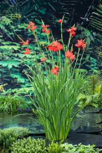 Moerasgladiool klaar in vijvermand / Schizostylis coccinea