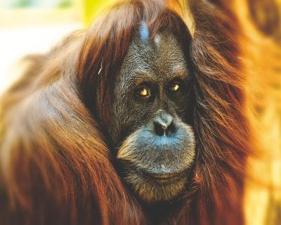 Mona Lisa diamond painting Orang oetan 50 x 40 cm bruin 440 gr.