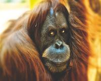 Mona Lisa diamond painting Orang oetan 50 x 40 cm bruin 440 gr.