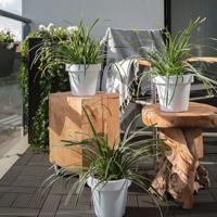 Dekbed Discounter Carex Morrowii 'Ice Dance' accessoire: sierpot, plantenvoeding: zonder plantenvoeding