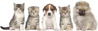 Muursticker - Honden en katten