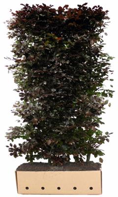 Kant & klaar haag Fagus sylvatica atropunicea 200 x 100 cm breed Rode beuk Quickhedge - Quickhedge