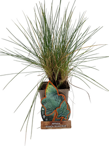 Festuca glauca 'Elijah Blue' - blauw schapengras