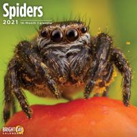 Spinnen Kalender 2021