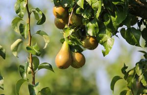 Dikke Perenboom haagvorm