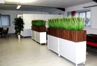 Pennisetum Pluimgras boeket 75cm (bruin)