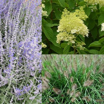 Borderpakket heesters en gras Borderpakket heesters en gras