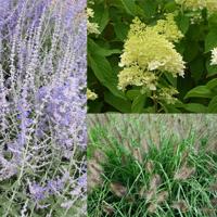 Borderpakket heesters en gras