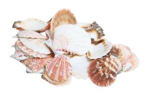 HBX Natural Living Basic Shell Pecten Vexillum 500gr