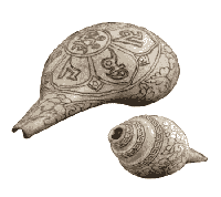 Rituele Witte Trompetschelp OMPMH