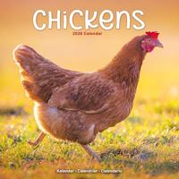 Chickens Calendar 2026 Square Farm Animals & Birds Wall Calendar - 16 Month