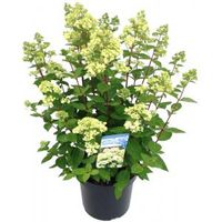 Hydrangea Paniculata "Bombshell"® pluimhortensia - 15-20 cm - 1 stuks