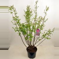 Sering (syringa villosae "Lark Song") - 90-120 cm - 1 stuks - thumbnail