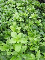 Pachysandra