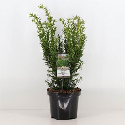 Taxus media densiformis 30-40 cm Conifeer Venijnboom Warentuin Natuurlijk - Warentuin natuurlijk