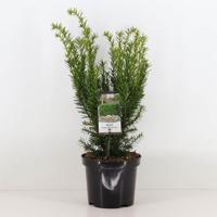 Taxus media densiformis 30-40 cm Conifeer Venijnboom Warentuin Natuurlijk - Warentuin natuurlijk
