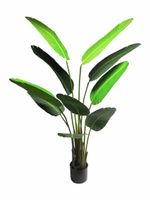 Strelitzia Nicolai medium green 160cm