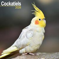 Cockatiels Calendar 2026 Square Bird Wall Calendar - 16 Month