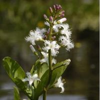 Waterdrieblad (Menyanthes Trifoliata) moerasplant (6-stuks) - thumbnail