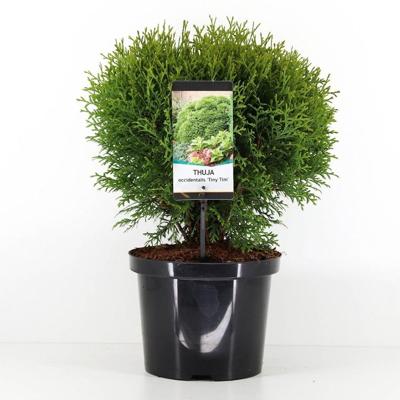 Thuja occidentalis tiny tim 30-40 cm Conifeer Westerse levensboom Warentuin Natuurlijk - Warentuin natuurlijk