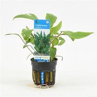 Cryptocoryne walkerii - 6 stuks - aquarium plant