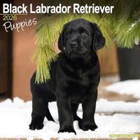 Black Labrador Puppies Calendar 2026 Square Dog Puppy Breed Wall Calendar - 16 Month