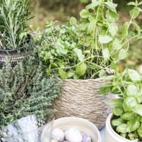 Society of Lifestyle 212470104 serveerschaal