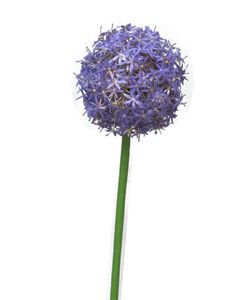 Allium Quin paars 14cm kop