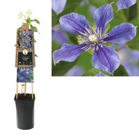 Clematis Arabella - bosrank 70 cm - thumbnail