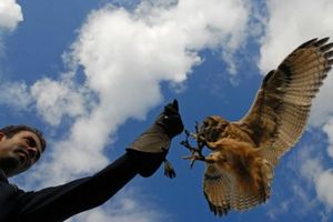 Vliegworkshop met roofvogels en uilen - Vliegensvlug