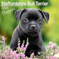 Staffordshire Bull Terrier Puppies Calendar 2026 Square Dog Puppy Breed Wall Calendar - 16 Month