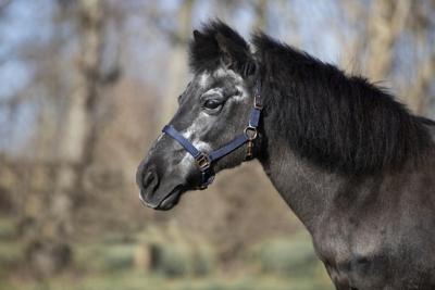 DKR Sports Shetlandhalster Rosegold