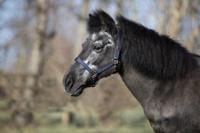 DKR Sports Shetlandhalster Rosegold